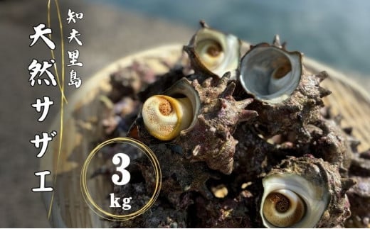 【知夫里島獲れ天然活さざえ3kgセット】隠岐諸島の新鮮なさざえをお届けします! 冷蔵便 サザエ 栄螺 貝 海鮮 BBQ さざえご飯 つぼ焼き 刺身 バーベキュー ギフト