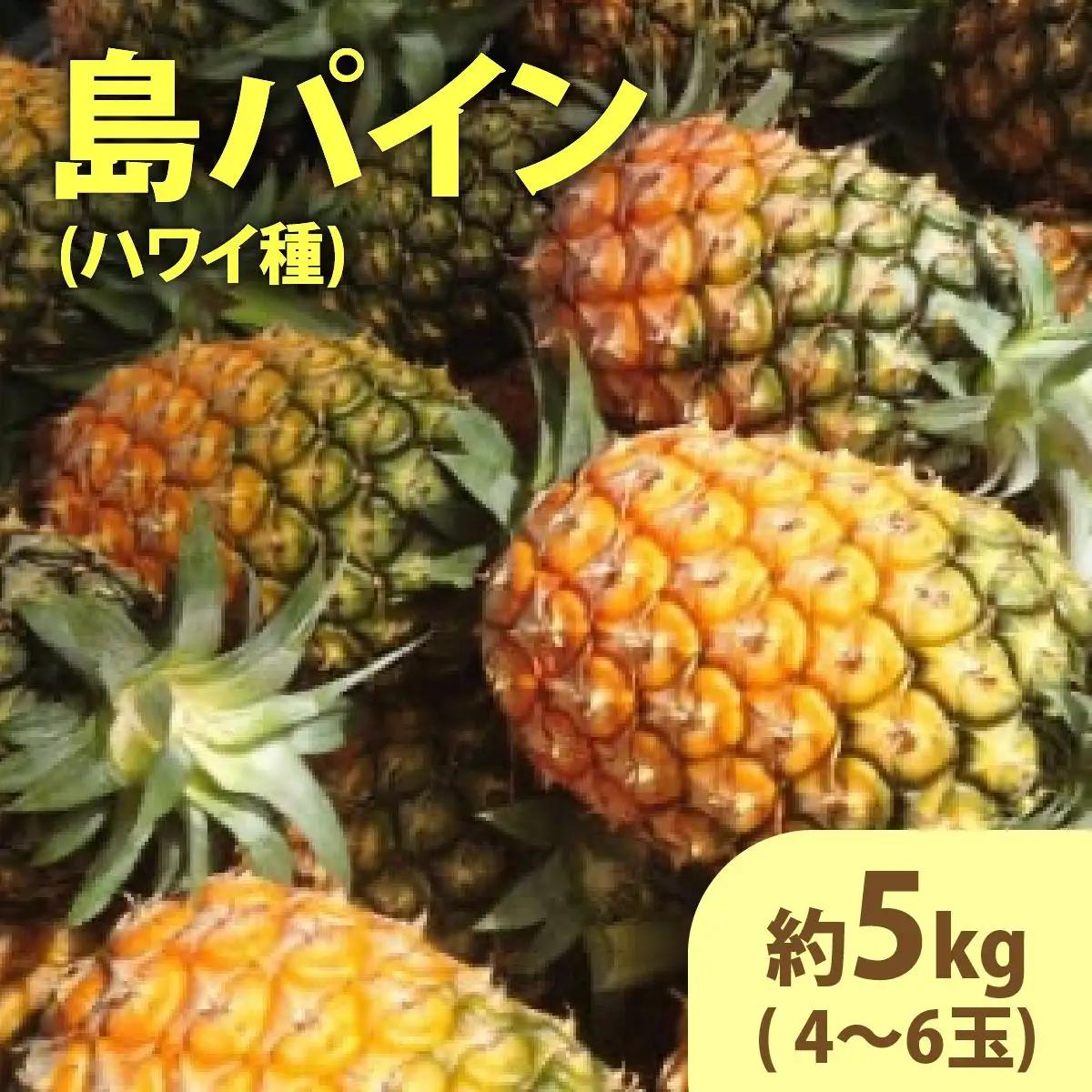 2026年 先行予約 島パイン (ハワイ種) 約5kg (4～6玉) ますみ農園 ”蜜たっぷり” パイン パイナップル 果物 フルーツ