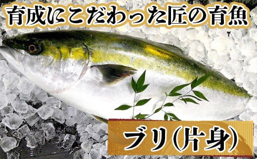 
ぶり 2節 ( 約10人前 ) 薬味 醤油付き セット 須崎 高知 鰤 ブリ
