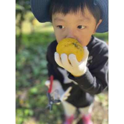 ふるさと納税 陸前高田市 【期間限定】北限のゆず(黄玉)約1kg 【 柚子 ユズ 旬 果物 料理 産地直送 岩手 陸前高田 】 |  | 02