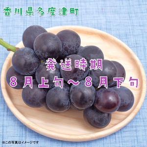 ハウスピオーネ　約２kg【令和6年7月上旬発送！予約受付中】【B-15】