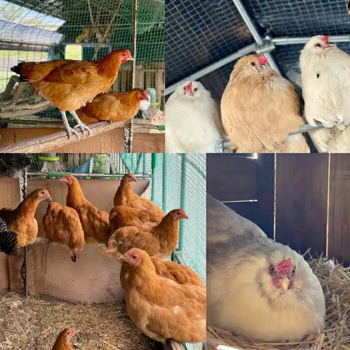 信州さらしな 放飼養鶏！3種の有精卵 詰め合わせセット S|卵