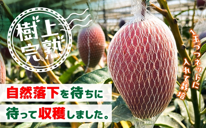 秀品 菊池マンゴー2玉 各625g以上 4Lサイズ