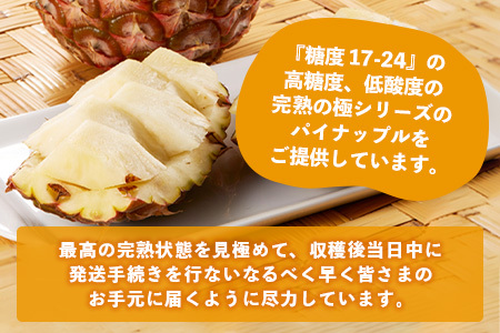 《2024年9月中旬～10月発送》最高糖度20度！？ 完熟の極 石垣島産パイナップル 秋のピーチパイン3個セット【 沖縄 石垣 八重山 ピーチ パイン パイナップル 期間限定 数量限定 秋 】TF-1