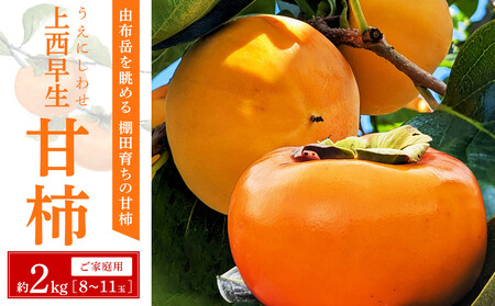 ＼ご家庭用／由布岳を眺める棚田育ちの甘柿『上西早生』 約2kg（8～11玉）【先行予約／数量限定】