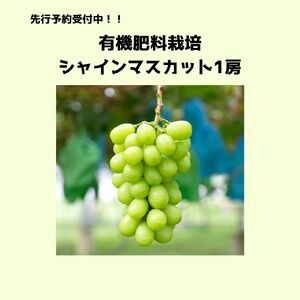 【2025年 先行予約】 シャインマスカット１房 | シャイン ぶどう 葡萄 ブドウ くだもの 果物 フルーツ マスカット しゃいん ますかっと 先行 先行予約 長野県 塩尻市