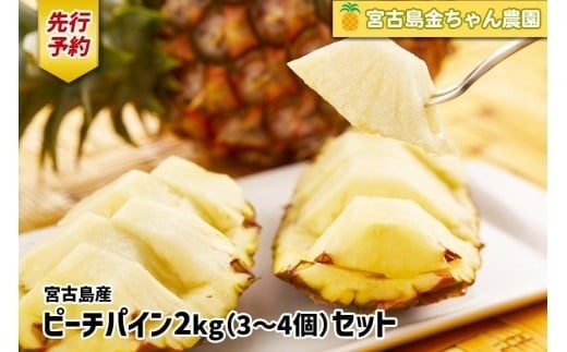 《先行予約》【2026年発送】宮古島産ピーチパイン 2kg（3～4個）セット《金ちゃん農園》（AK107）