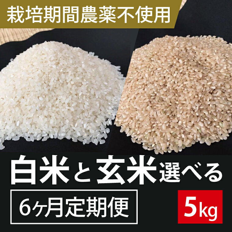 【ふるさと納税】【2026年9月下旬発送開始】【6ヶ月定期便】★栽培期間農薬不使用★こしひかり 5kg(白米または玄米)｜米 お米 こめ こしひかり コシヒカリ 令和8年産 R8年産 新米 白米 玄米 選べる 定期便 農薬不使用 茨城県 行方市(BI-101)