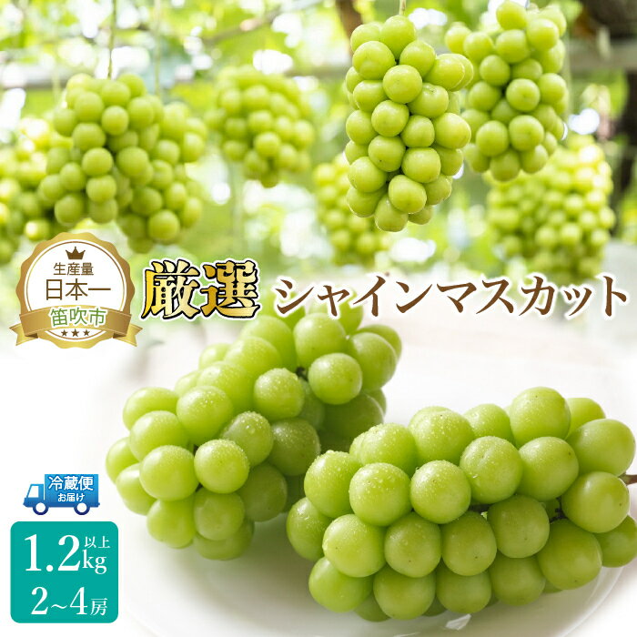 【ふるさと納税】【2026年発送★先行予約】厳選シャイン1.2kg（2～4房） ふるさと納税 シャインマスカット 笛吹市 国産 人気 期間限定 ぶどう ブドウ 葡萄 旬 果物 フルーツ 山梨県 送料無料 111-015