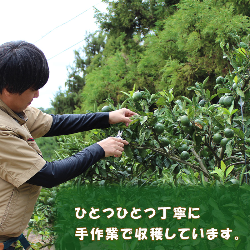 【2025年10月から発送】家庭用 レモン 2kg 中島みかん農園 ｜ 柑橘 訳あり レモン 先行予約 レモン 檸檬 レモン フルーツ レモン 愛媛県産 レモン ビタミン レモンサワー ジュース チュ