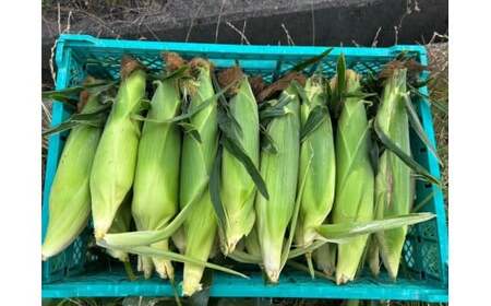 とうもろこし おおもの 5本入り ／ 23ファーム  奈良県 葛城市【fumi001】