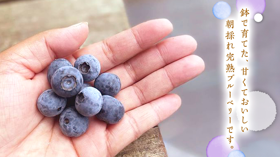 【 訳あり 】 朝採れ 完熟 ブルーベリー 1050g ( 350g × 3パック ) ぶるーべりー フルーツ 果物 くだもの 新鮮 ベリー 小分け 朝どり 国産 生