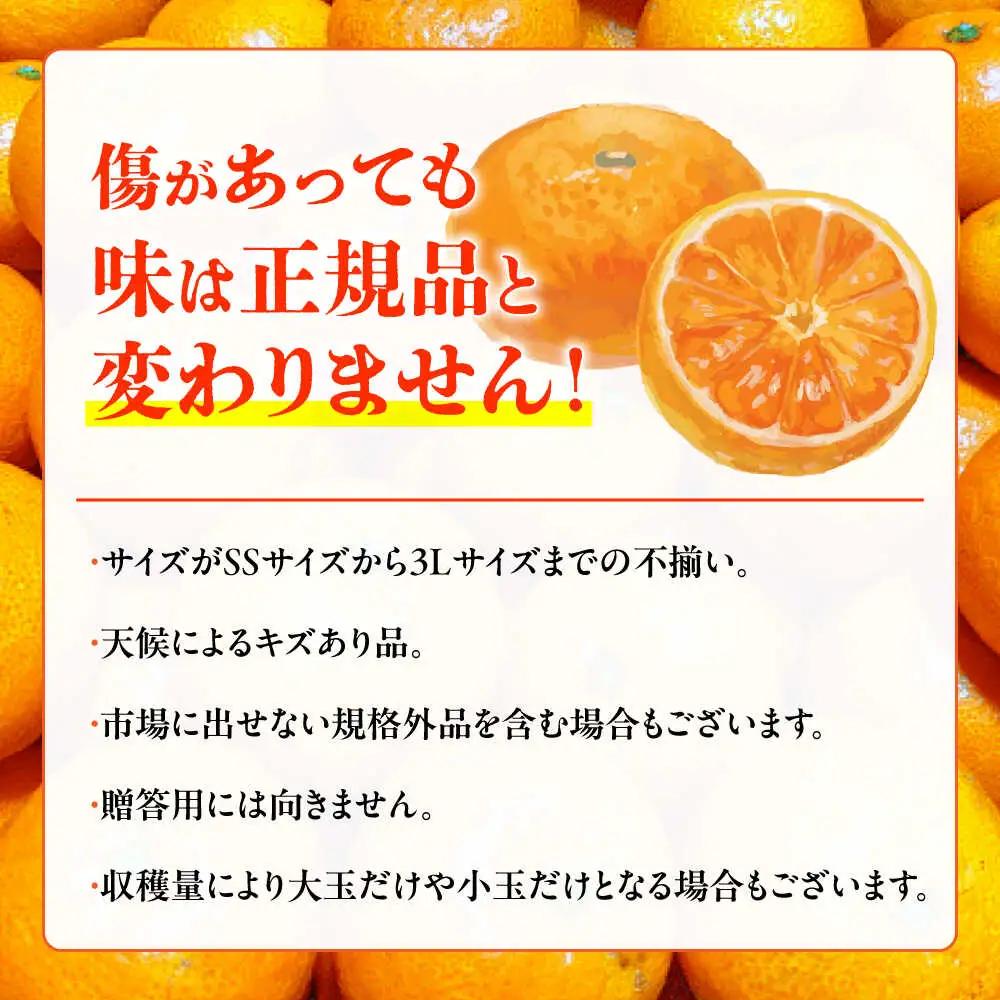 先行予約 訳あり家庭用温州みかん 約9.4kg～10kg ミカン蜜柑 ZCN015