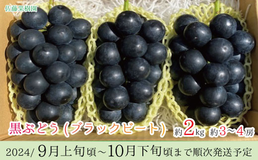 
[No.5657-2593]黒ぶどう ブラックビート 約2kg（約3～4房）《佐藤果樹園》■2024年発送■※9月上旬頃～10月下旬頃まで順次発送予定
