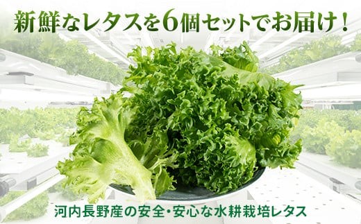 水耕栽培で実現した栄養たっぷりの葉 みずみずしく育った葉は味も栄養も抜群です！