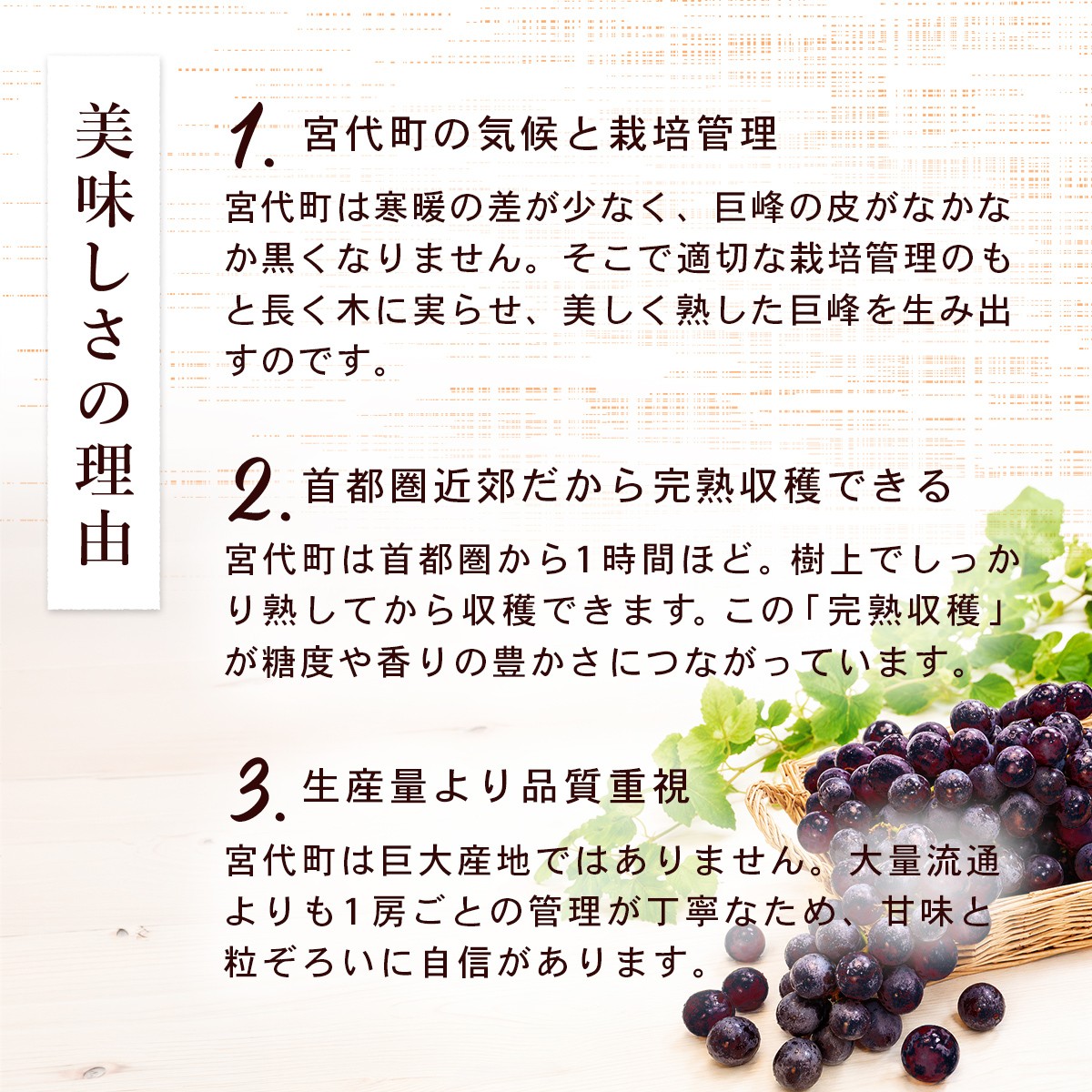 美味しさの理由（実と天候）適切な栽培管理で長く木に実らせ、ぶどうの糖度を高める産地ならではの濃厚な甘みの秘密