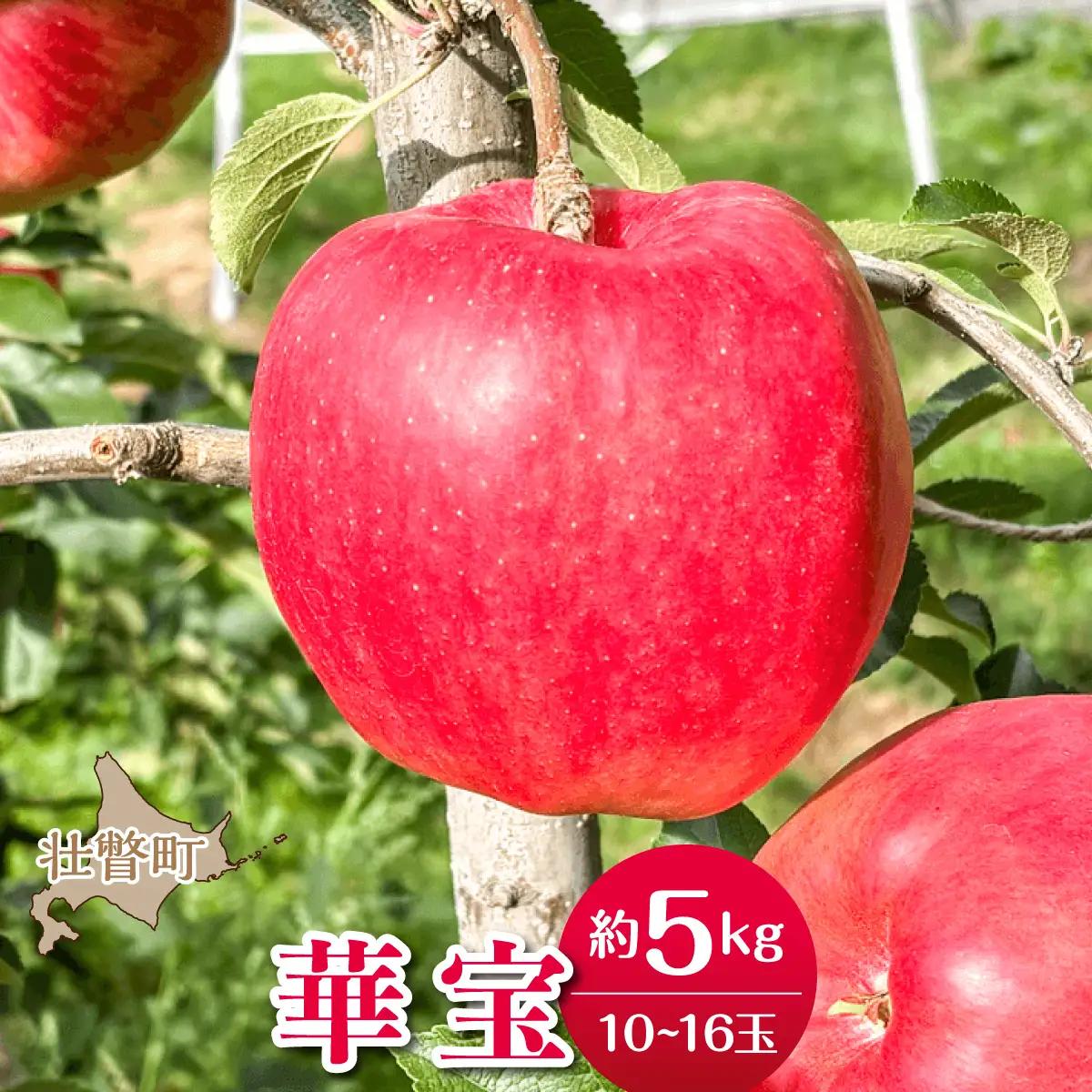 【先行予約】＜2026年10月上旬よりお届け＞北海道壮瞥町　りんご　品種名「華宝」10～16玉約5kg SBTF015