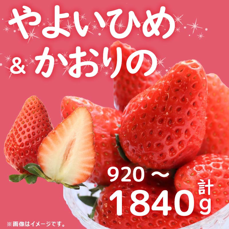 
            先行予約 訳あり いちご やよいひめ かおりの 2種 選べる容量 計920～1840g  苺 ストロベリー 果物 フルーツ ケーキ ゼリー ジュース アイス シャーベット チョコ フルーツサンド いちご大福 大福 洋菓子 和菓子 スイーツ デザート ジャム 不揃い 規格外 家庭用 甘い 人気 おすすめ お取り寄せ グルメ 徳島県 阿波市 Berry Mate Farm
          