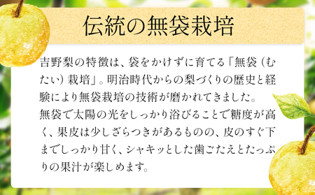 梨 吉野梨 旬の梨 約2kg(2～16玉前後) 《8月上旬-9月末頃出荷予定》 梨なし梨梨旬の梨