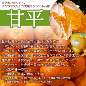 山本果樹園直送　愛媛県西予市三瓶産　甘平　約４kg（家庭用）