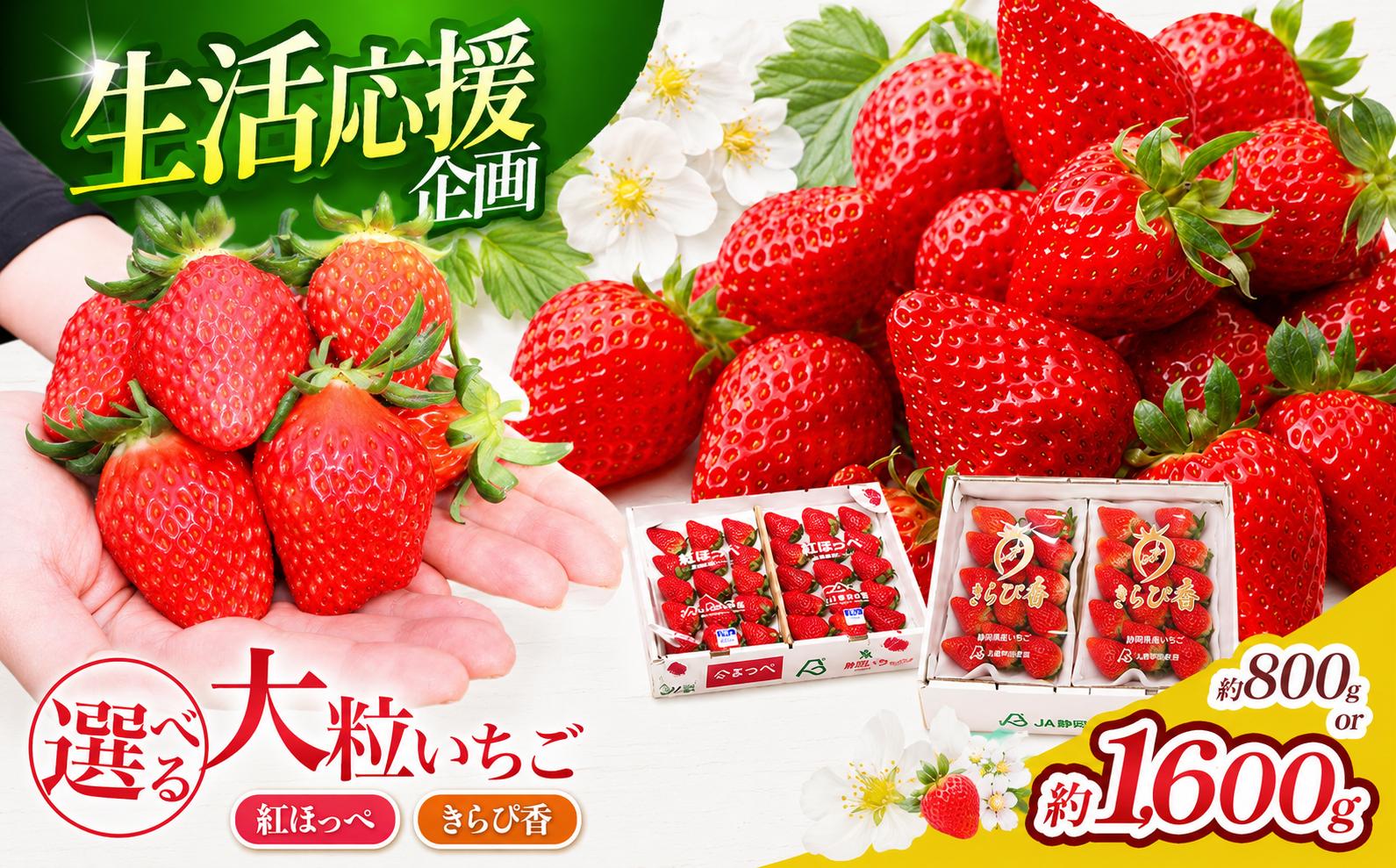 
                  【先行予約/数量限定】選べる！伊豆産ブランドいちご　紅ほっぺ・きらぴ香・食べ比べ 800g 1600g | 果物 フルーツ イチゴ 苺 期間限定 産地直送 静岡県 伊豆の国 
                