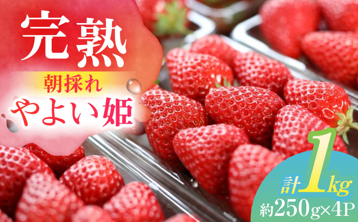 
            朝摘み 愛知県産 完熟やよい姫 約250g×4パック いちご やよい姫 完熟 愛西市/くぼ苺農園 [AECJ003]
          