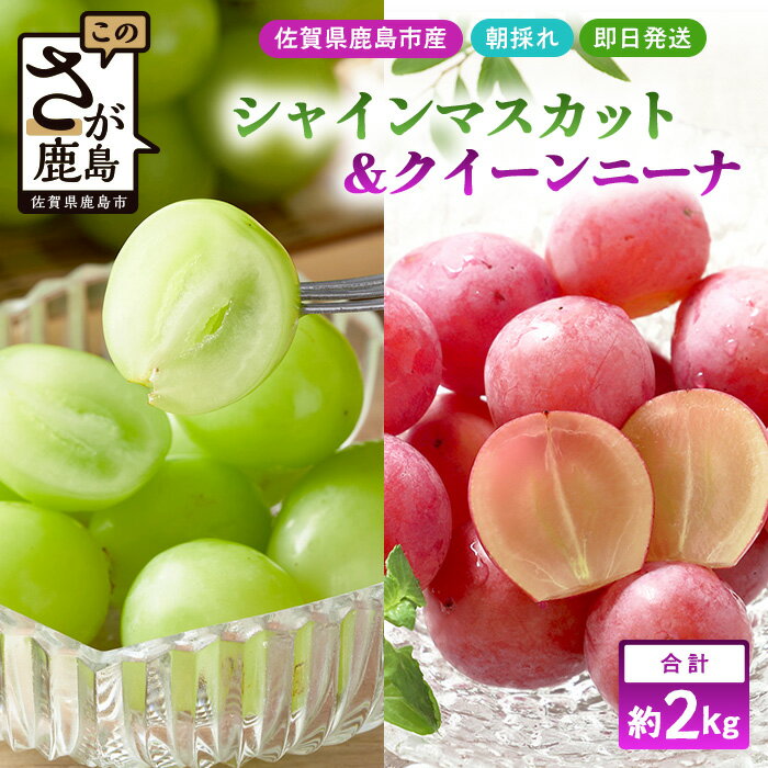 【ふるさと納税】朝採れシャインマスカット＆クイーンニーナ食べ比べセット約2kg 3〜4房【先行予約】【2025年8月下旬〜9月下旬配送予定】ふるさと納税 マスカット ぶどう 葡萄 果物 フルーツ ふるさと くだもの スイーツ 佐賀県鹿島市 人気 送料無料 D-243