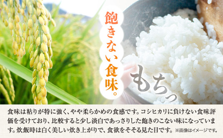 【令和7年産】 無洗米 8kg お米 8キロ 国産 岡山県産 きぬむすめ 8kg(2kg×4袋) 全農パールライス株式会社《30日以内に出荷予定(土日祝除く)》 岡山県 浅口市 送料無料 こめ 精米 