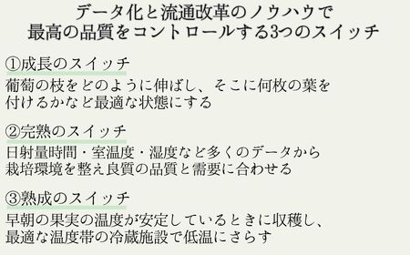 【2026年先行予約】シャインマスカット 露地栽培 秀品(特大粒) 4房入り(約1.6kg)| シャインマスカット