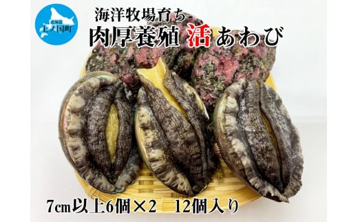 北海道上ノ国町 海洋牧場育ち養殖活蝦夷あわび（7㎝以上×12個）