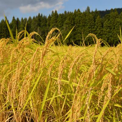 ふるさと納税 十日町市 【令和7年産】魚沼産コシヒカリ金印(精米)10kg |  | 03