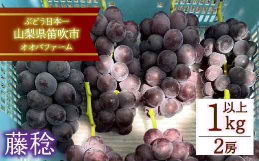 フルーツ王国 笛吹市の 朝採れ藤稔 1.0kg以上  092-012 ふるさと納税  藤みのり 黒ブドウ 笛吹市  国産 人気  ぶどう ブドウ 葡萄 贈り物 ギフト プレゼント 旬 果物 フルーツ 山梨県 送料無料