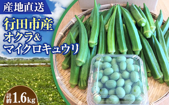 
                  【産地直送】行田市産オクラ＆マイクロキュウリ　計1600g ／ 國嶋農産 野菜 新鮮 埼玉県 特産品 No.397
                