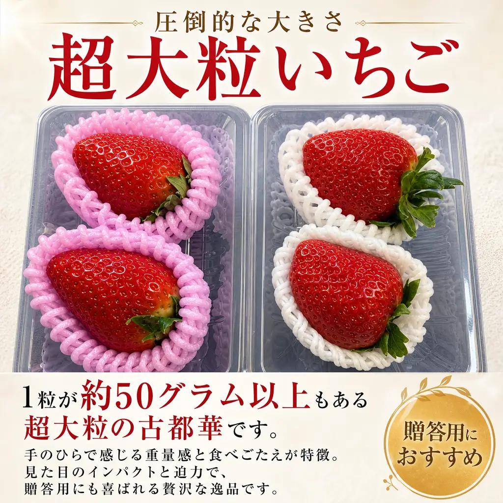 【2027年2月～発送】和だや　大粒　期間限定（２月よりなくなり次第終了）古都華