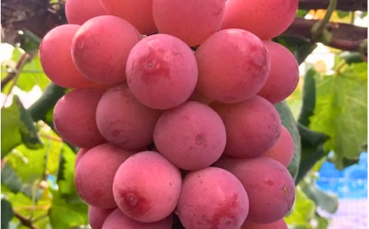 【2026年先行予約】【ご家庭用】 希少品種 クイーンニーナ 3～４房 2kg以上（化粧箱入り） Lino＆Kai Farm  / 朝採れ ぶどう 岡山  真庭市 珍しい 高級 ギフト 大粒 果物 贈答 人気 産地直送 国産 数量限定 種なし 食べチョクアワード 受賞 【linokai011-02】