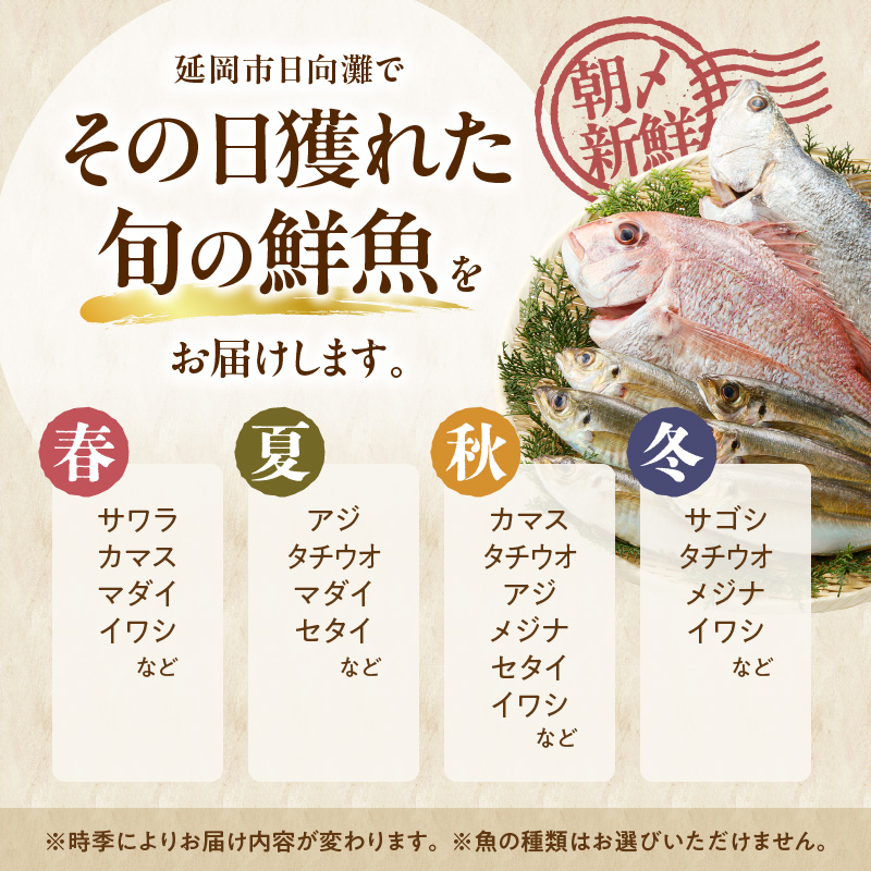【6ヶ月定期便】大和海商の朝どれ鮮魚直送便 2.5㎏ N072-YF104