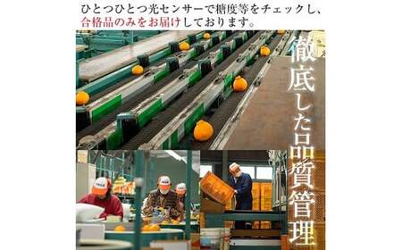 【先行予約・1月中旬頃から発送】JAさつま日置いちき串木野産無加温大将季 約5kg 不知火(デコポン)の枝変わり新品種!【A-2003H】