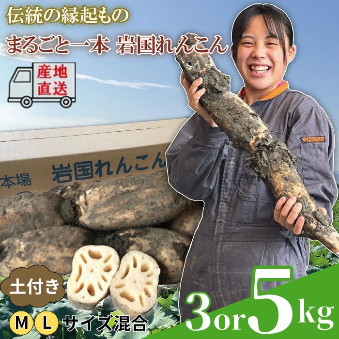 【ふるさと納税】蓮根 レンコン 岩国蓮根 岩国れんこん 選べる容量 3～5kg 由美屋特選！【有限会社 由美屋】