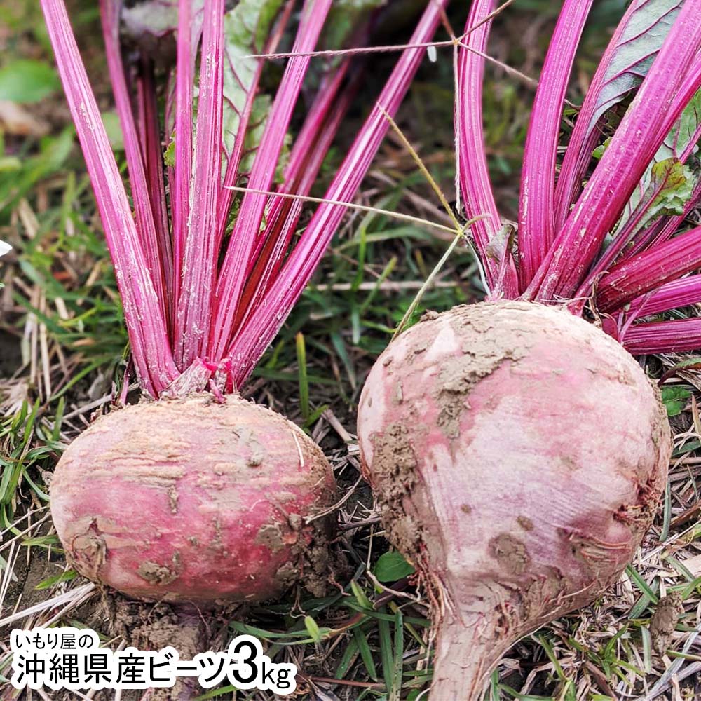 【ふるさと納税】【2026年発送】いもり屋の沖縄県産ビーツ　3kg