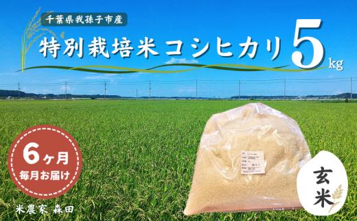 【毎月定期便6回】冷めても美味しい！ 特別栽培米 コシヒカリ 5kg×6回 計30kg（玄米） 農家直送 千葉県産