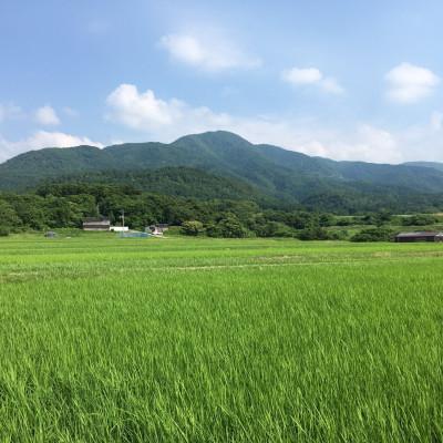 ふるさと納税 佐渡市 【令和6年産】佐渡高千産コシヒカリ 玄米 5.5kg |  | 01