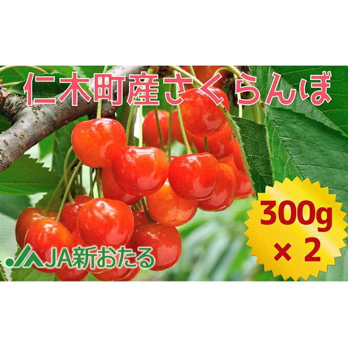 【ふるさと納税】北海道 仁木町産 7月旬 さくらんぼ 600g （300g×2） サクランボ チェリー フルーツ 果物 果物類 仁木町 仁木 [JA新おたる]　お届け：2026年7月1日～26日まで