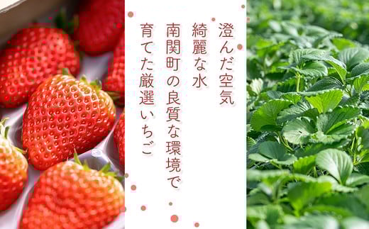 定期便(全2回)【先行予約】農家直送 南関町産いちご(ゆうべに) 計1kg 4パック×2 家庭用 2月・4月の2回発送　Sから3Lまで混在