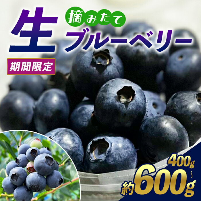 【ふるさと納税】＜ 期間限定 ＞ 極上 摘みたて 生 ブルーベリー 約400g (100g×4P) or 約600g (100g×6P) ｜ ブルーベリー 果物 フルーツ 生ブルーベリー 生 冷蔵 極上 摘みたて 期間限定 選べる 容量