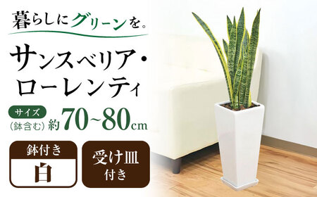 観葉植物 サンスベリア ローレンティ 7号 白 陶器鉢植え 75cm ロングスクエア/サンスベリア 鉢植え 観葉 植物 インテリア おしゃれ プレゼント/大村市/琴花園[ACYK044]