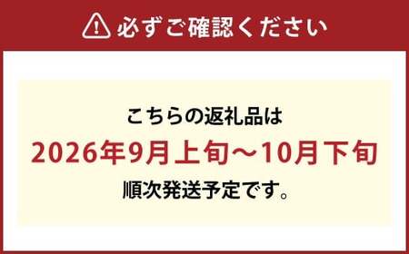 ご家庭用 ニュー ピオーネ（優品） 2房入り（1房 530g以上） 露地栽培【2026年9月上旬～10月下旬 発送予定】【葡萄 ぶどう ニューピオーネ 果物 フルーツ 国産 人気 おすすめ 岡山県 倉