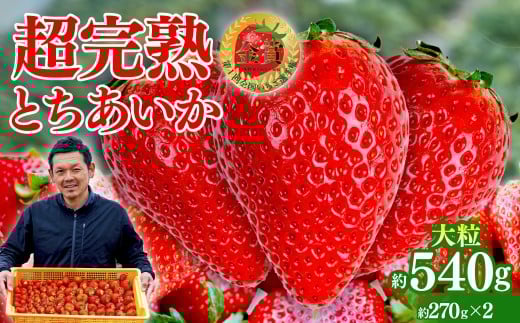 いちご 「茂木完熟いちご」　いちご選手権金賞 とちあいか 大粒 約270g × 2パック 合計 約540g【3月以降発送】| いちご イチゴ 苺 とちあいか ストロベリー 完熟 果物 フルーツ 甘い あまい 大粒  特大 第１回いちご選手権金賞 くだもの 旬 産地直送 栃木県産 美土里農園 栃木県 茂木町