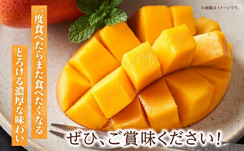 《2026年発送先行予約》【数量・期間限定】完熟マンゴー 2Lサイズ 3玉 完熟 甘味 南国