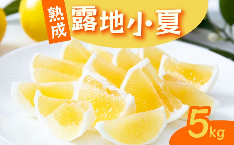 熟成　露地小夏　５ｋｇ