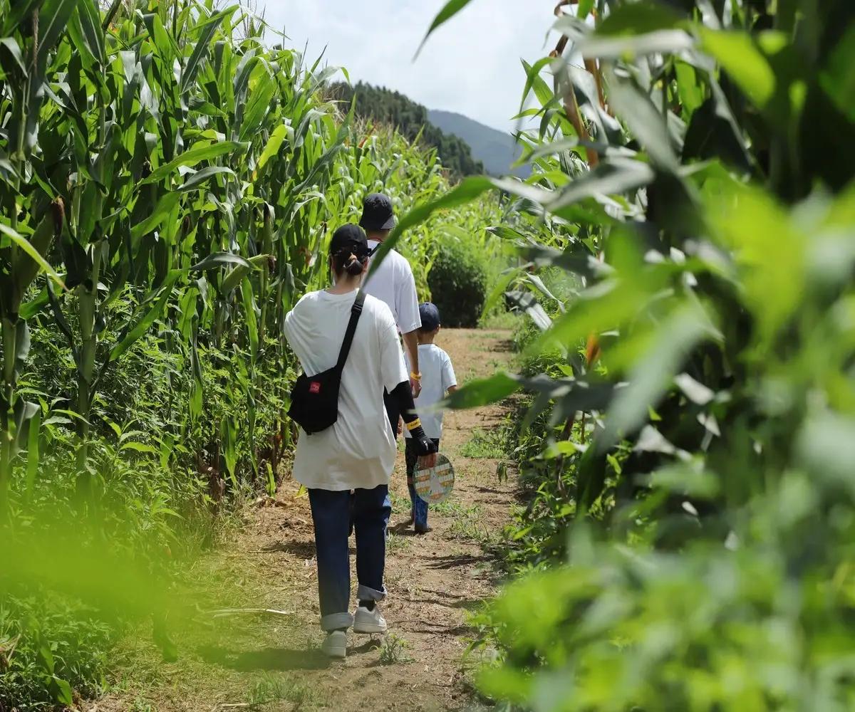 真夏のとうもろこし巨大迷路2026ゴールドデント777WAKUYA｜とうもろこし 体験 迷路 涌谷町【saito006】